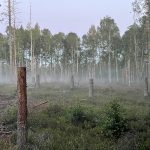 High stumps in a foggy landscape